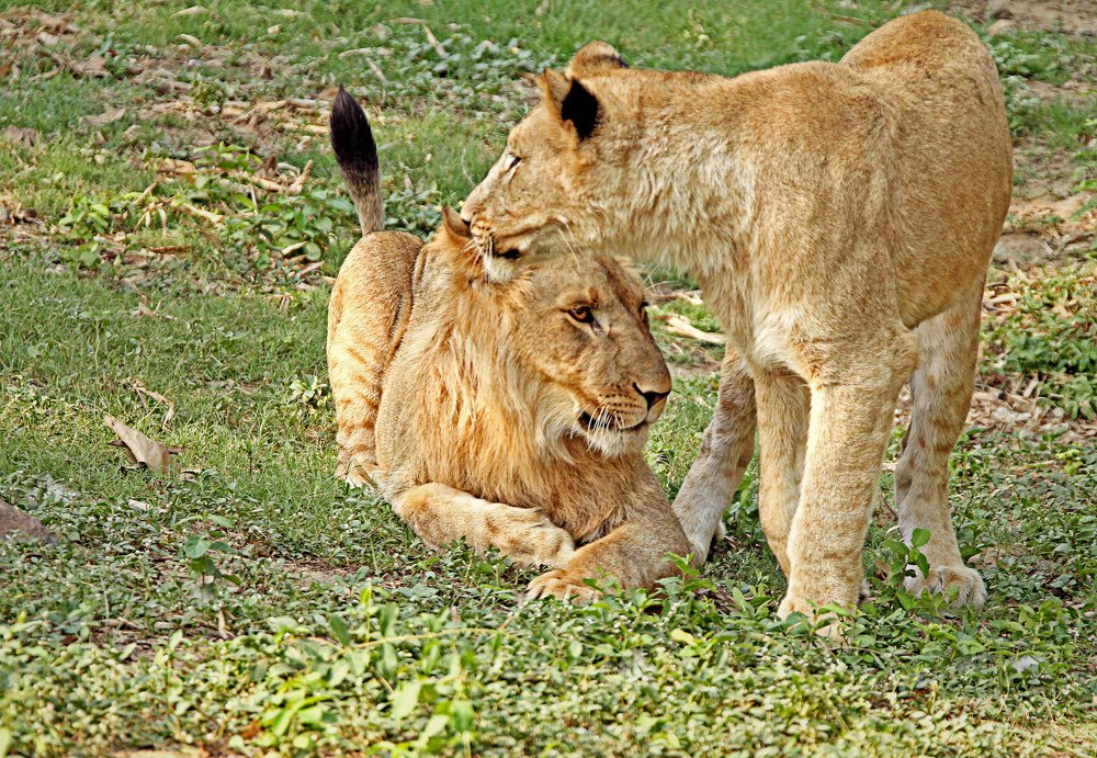 Photograph by Shibram Nag