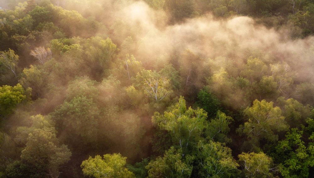 Fly over foggy forest