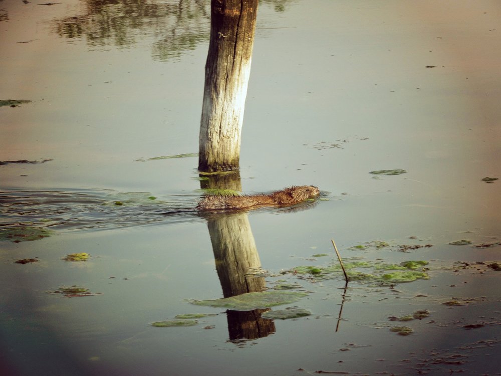 В воде.