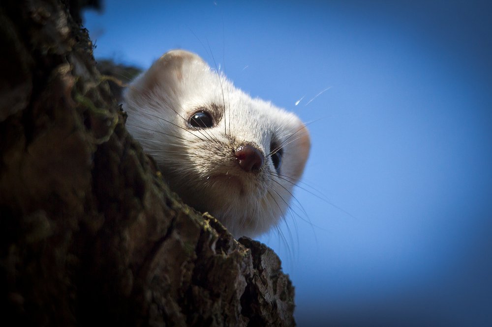 Горностай в домике