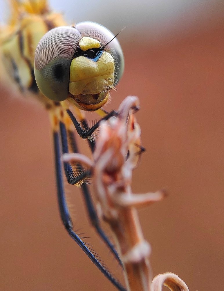 Good evening.. ladies and gentlemen..!