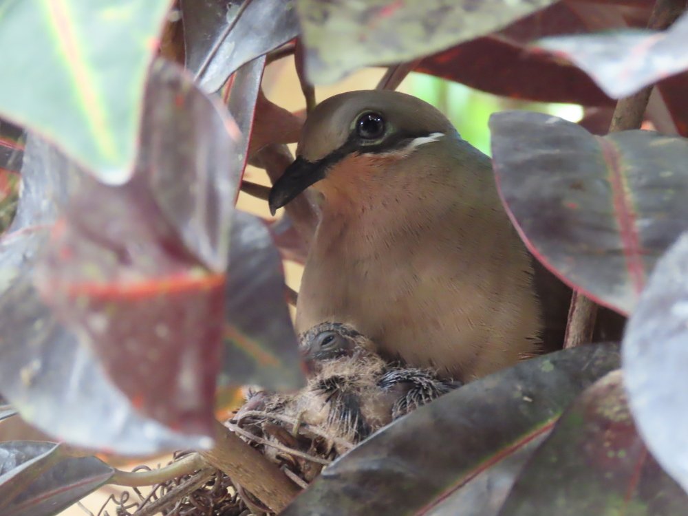 white eared brown dove