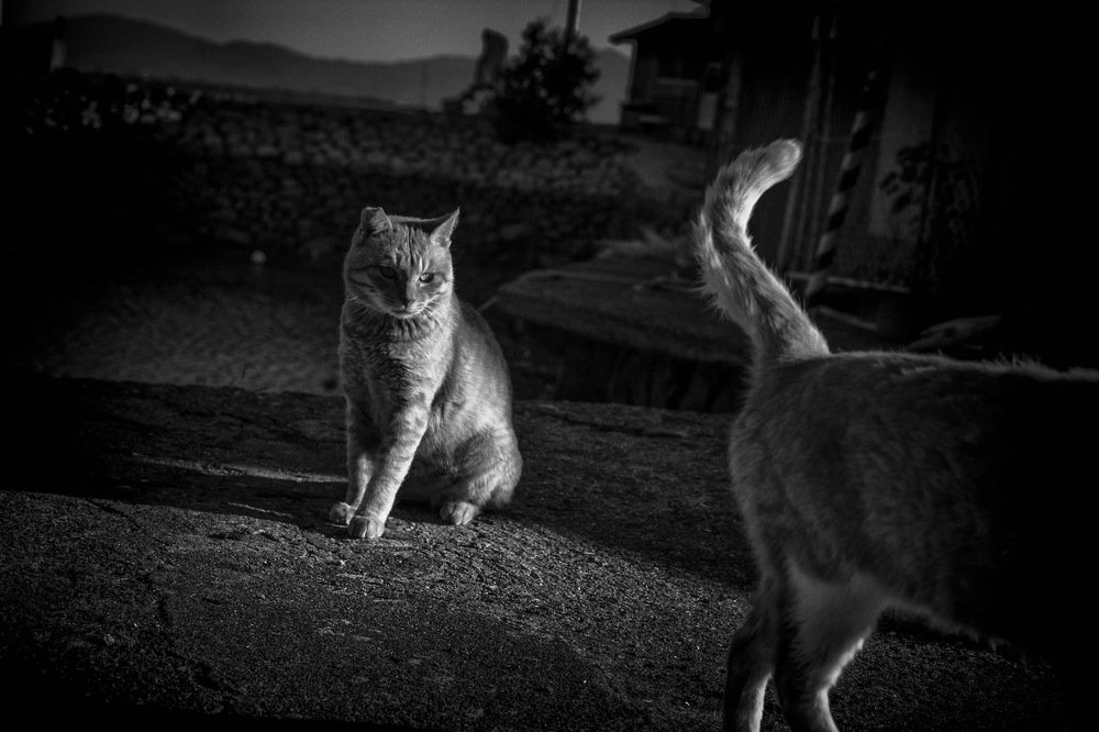 Photograph by Impatientmei