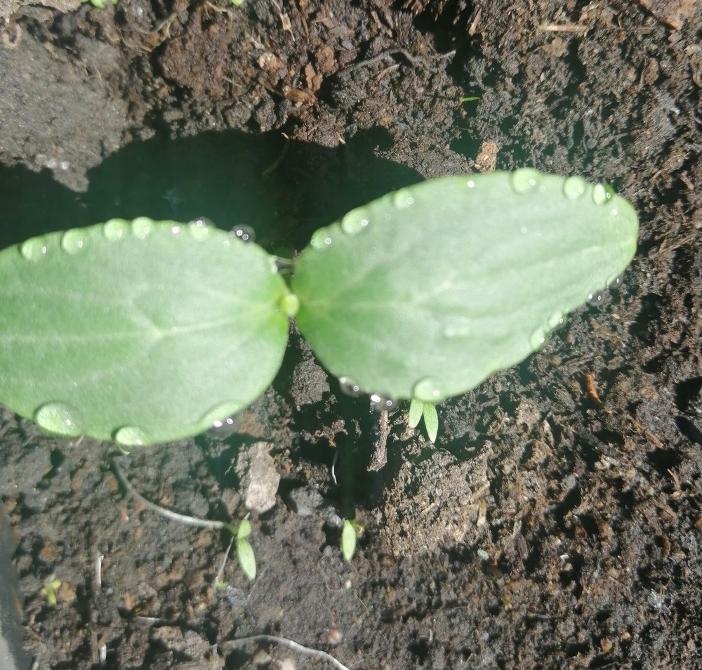 Природа живет вопреки самоизоляции