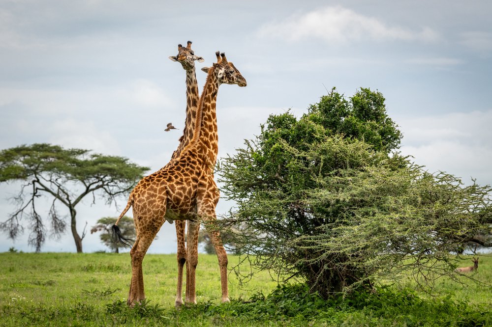 Photograph by Дмитрий Николаев
