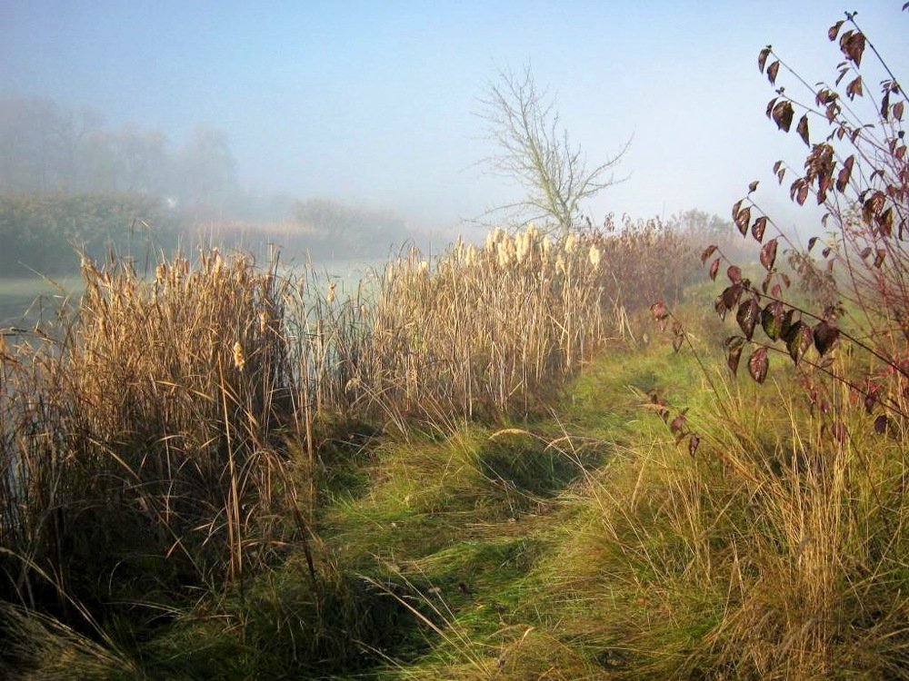 Голубой туман.
