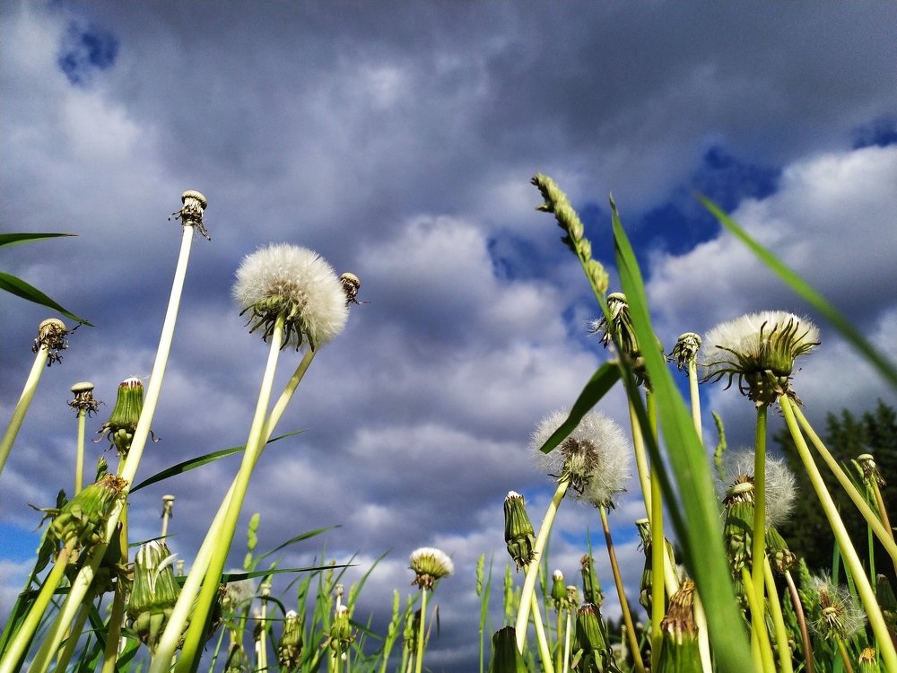 Смерть одувана