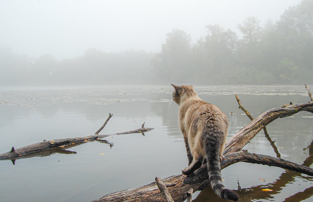 Foggy morning on the lake.