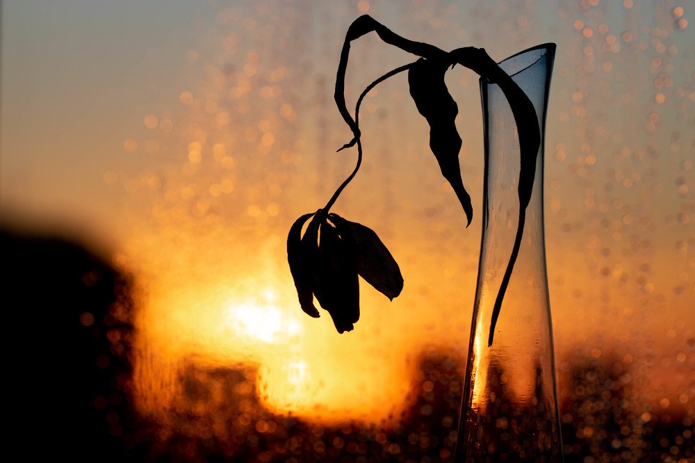 Тюльпан на закате