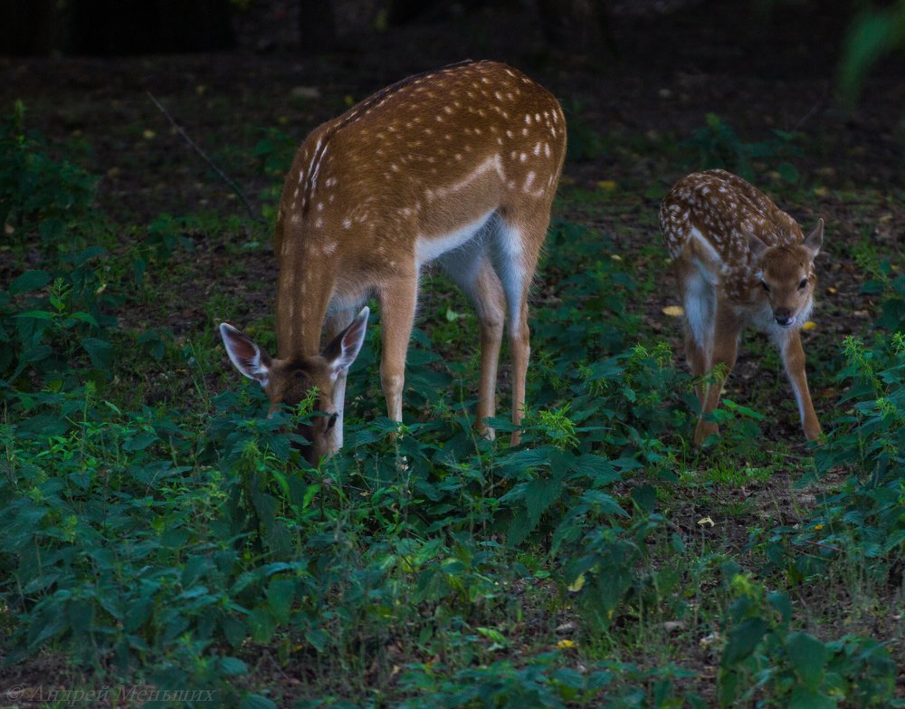 Фотография автора Андрей Меньших
