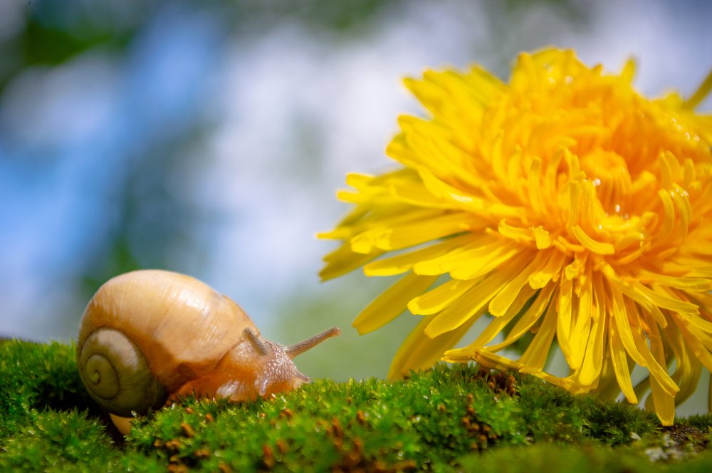 Snail on the  green moss