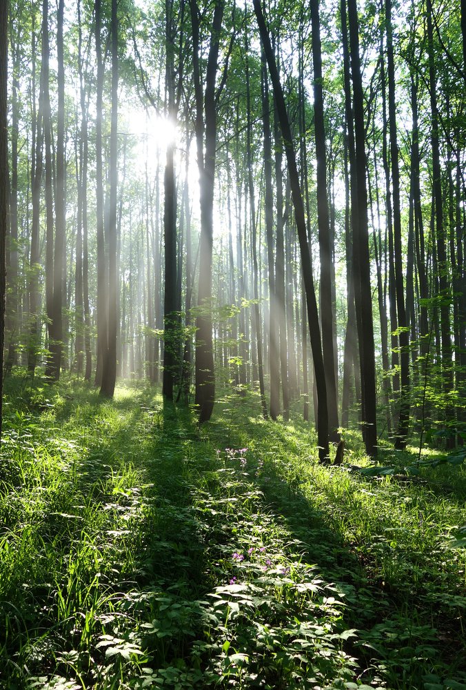 утреннее солнце