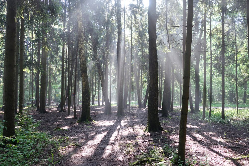 солнечный туман