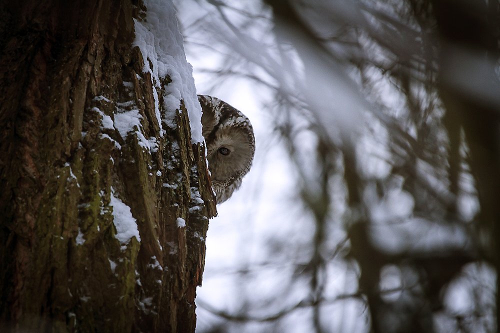 Одним глазком