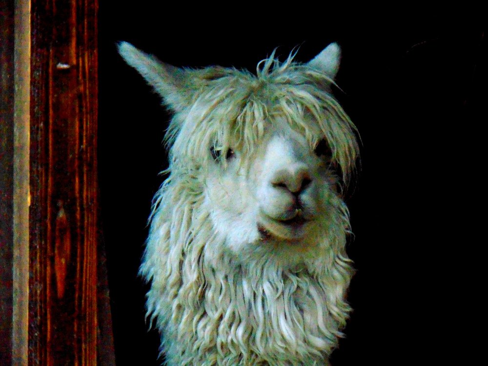 Photograph by Ольга Шевцова