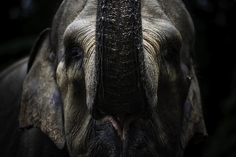 The Sumatran Elephant was Getting Hungry