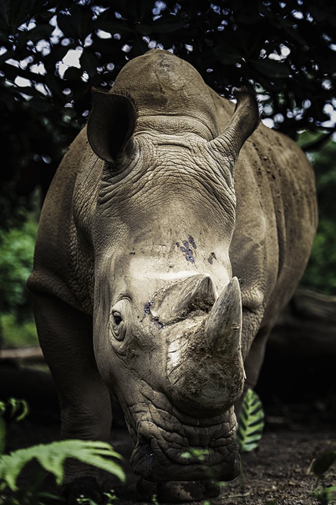 Javan Rhino