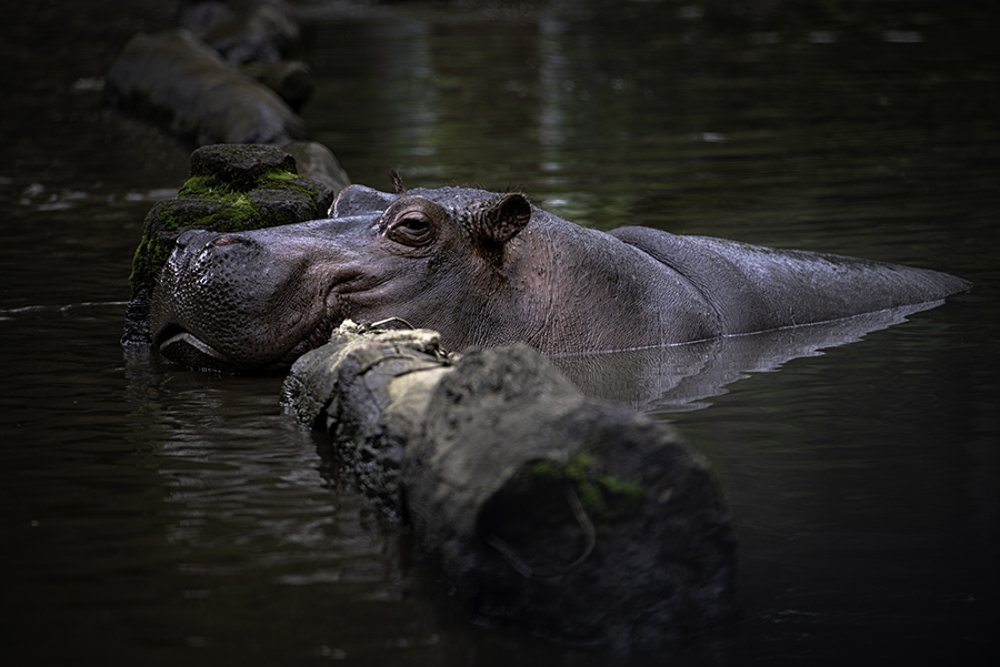 Sleepy Hippo