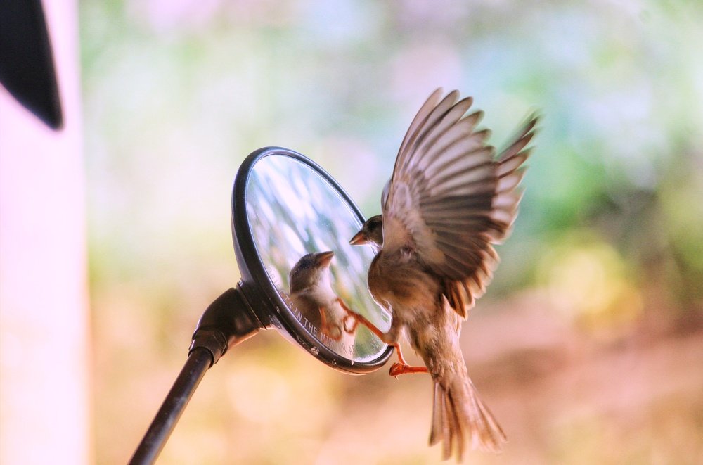 Sparrow Playing with bike Mirror