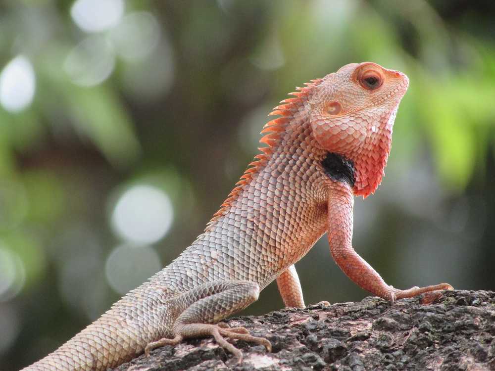 Photograph by Madhukar Patil