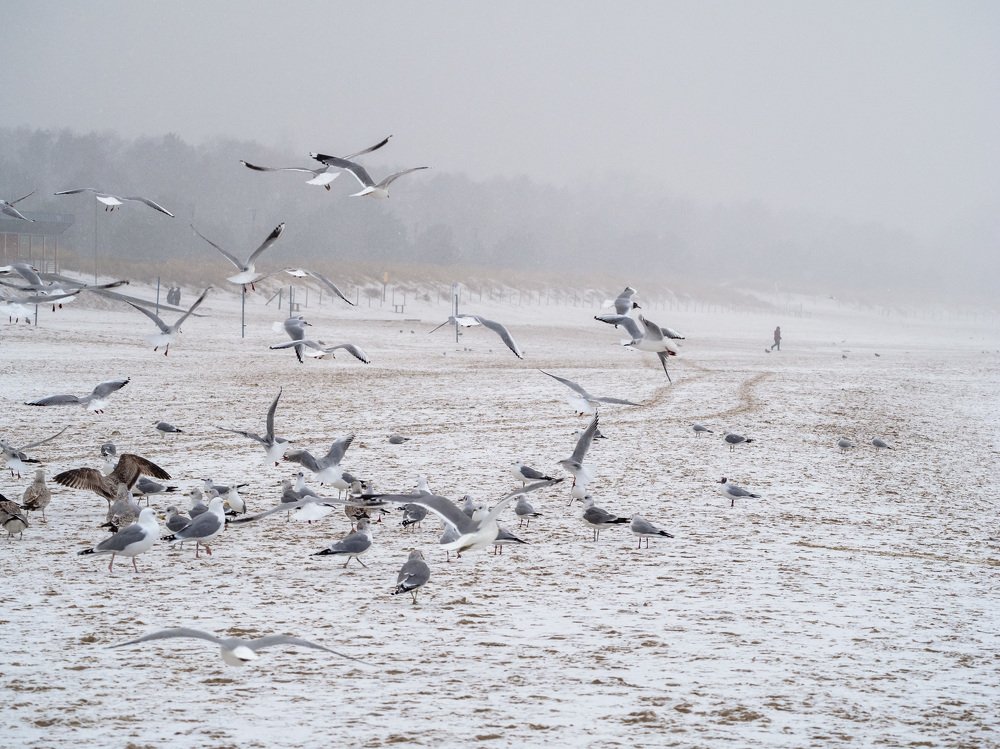 Туман и чайки