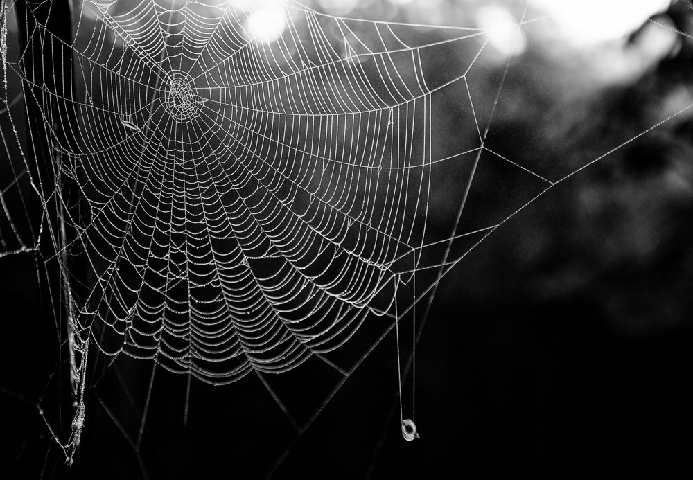 Photograph by Александр Шемятенков