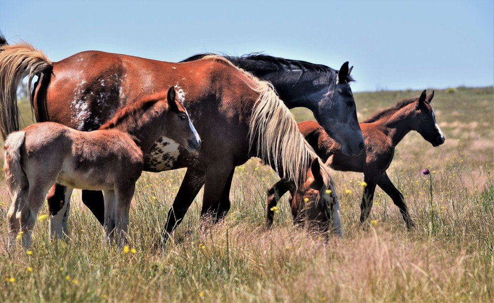 Photograph by Alfredo Jacquemard