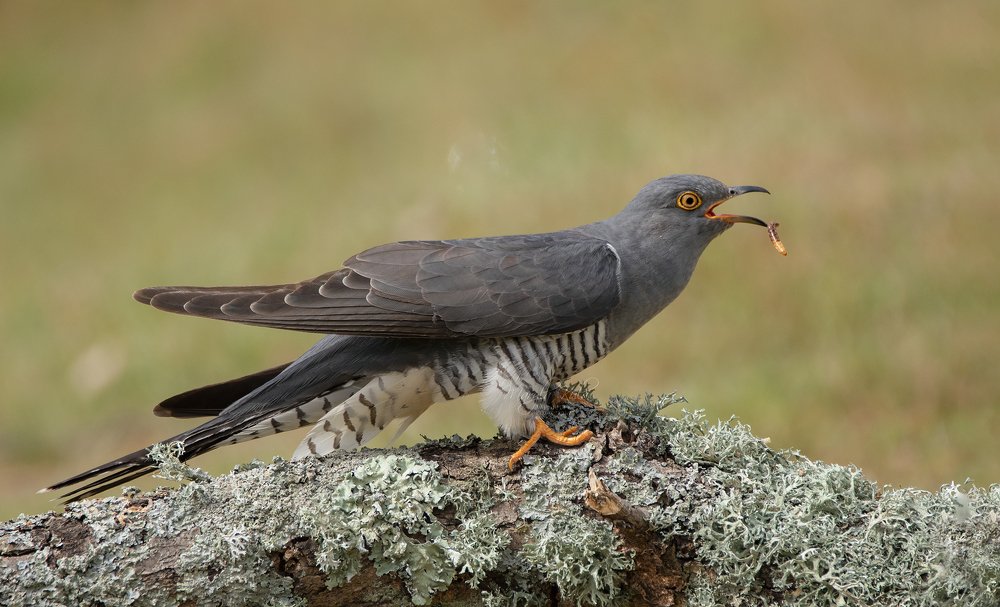 Фотография автора MARIA KULA