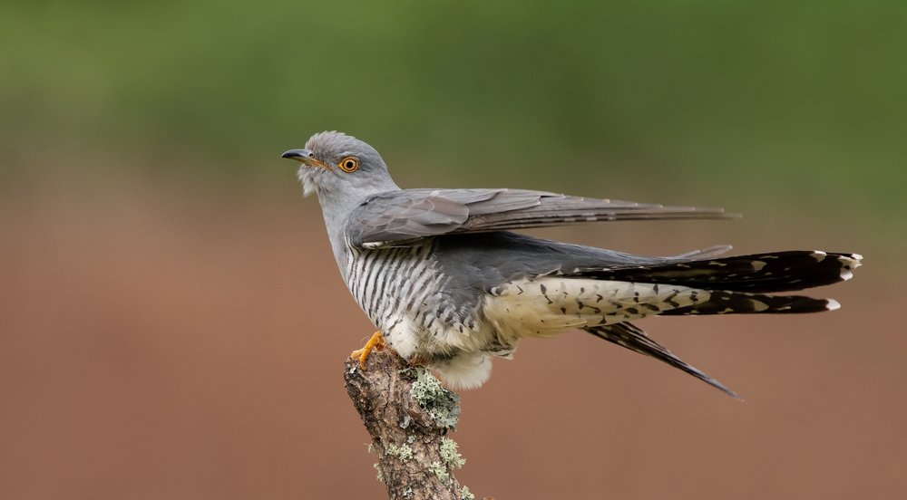 Фотография автора MARIA KULA