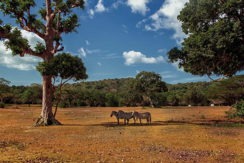Фотография автора Дмитрий Герц