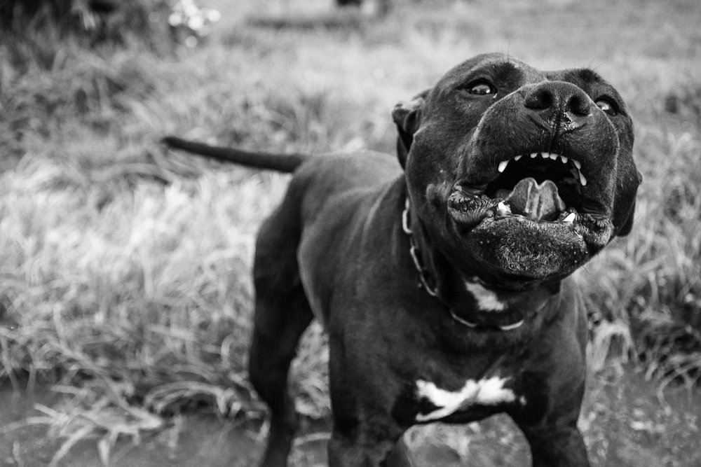 Photograph by Anderson