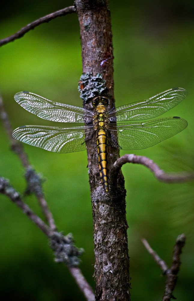 Photograph by Евгений Михеев