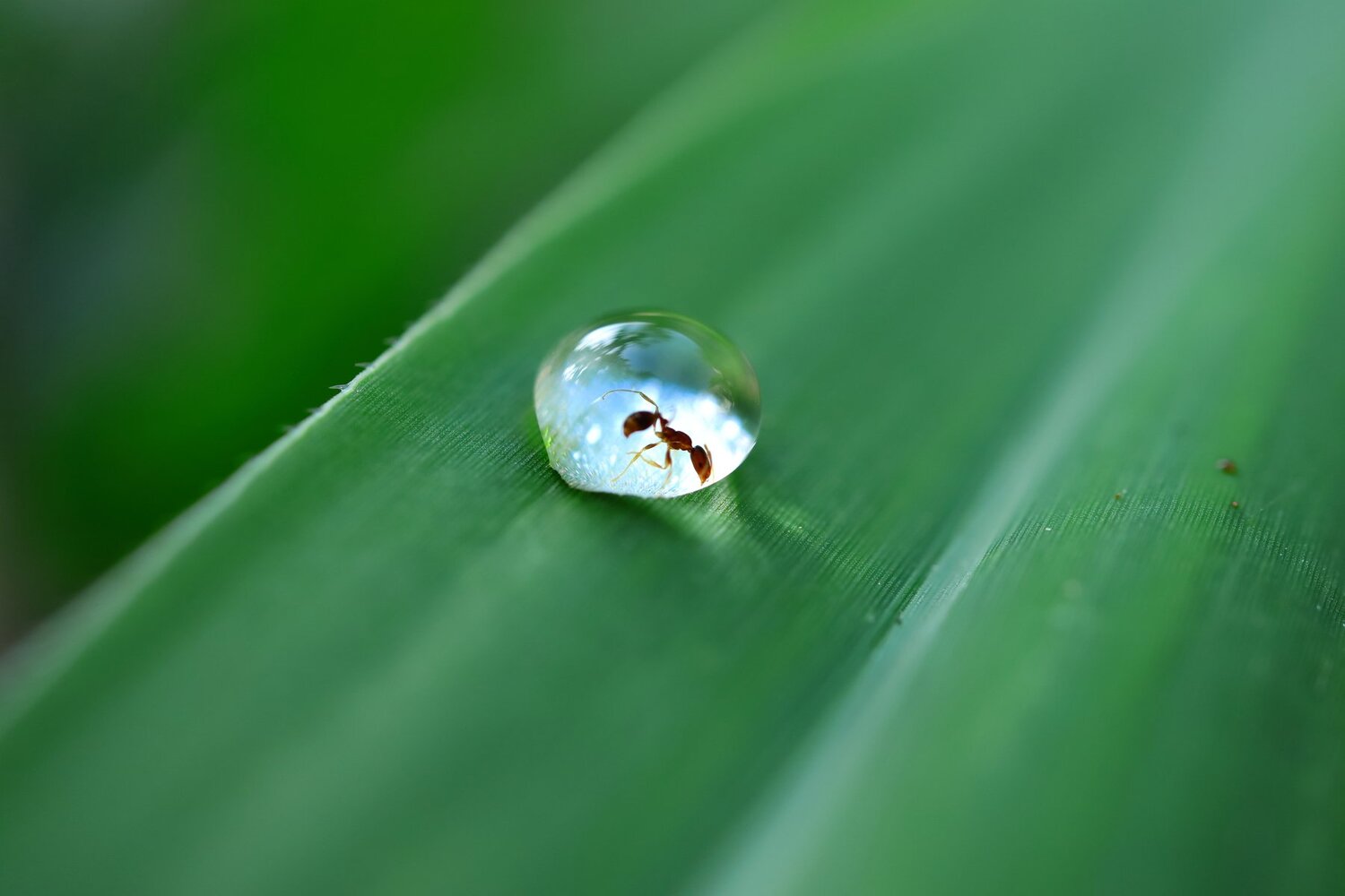 Disastrous Droplet