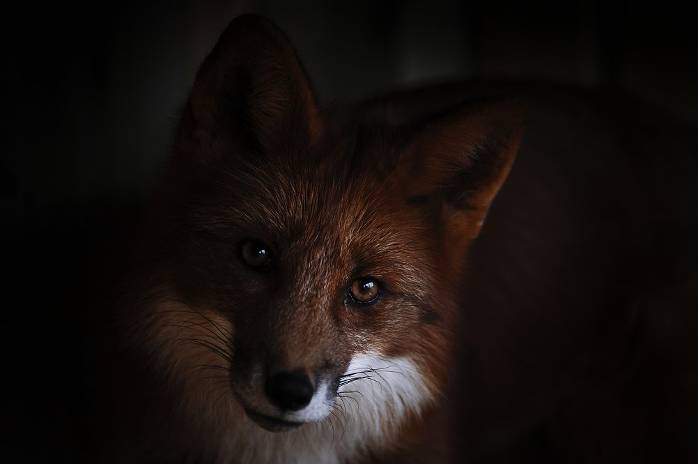 Photograph by Лысенкова Аксинья