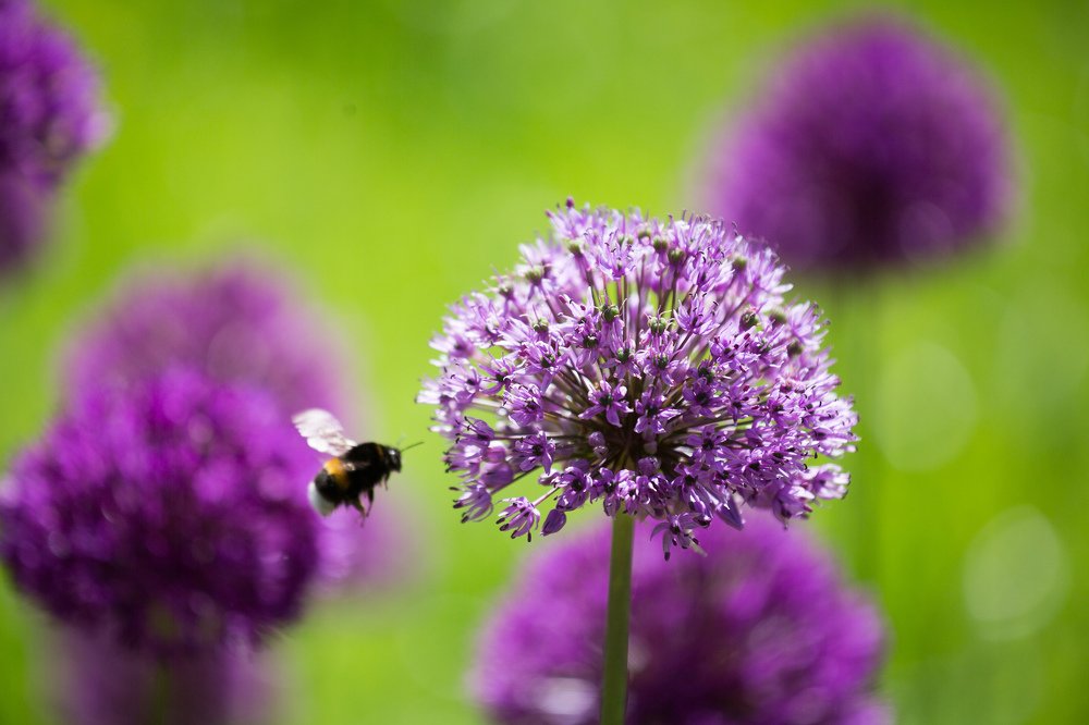 Photograph by Степан Кравченко