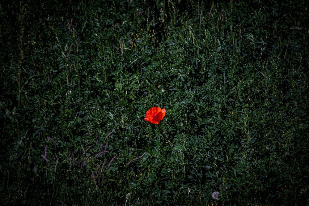 Photograph by amir ali navadeh shahla