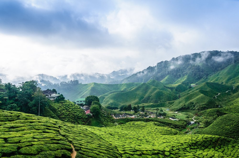 Valley tea, Cameron Highland in Malaysia