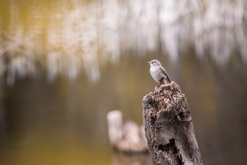 Photograph by Пельтихин Денис