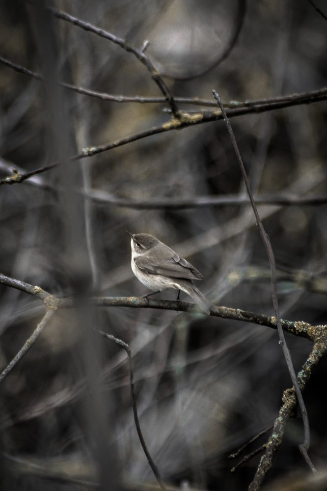 Photograph by Пельтихин Денис
