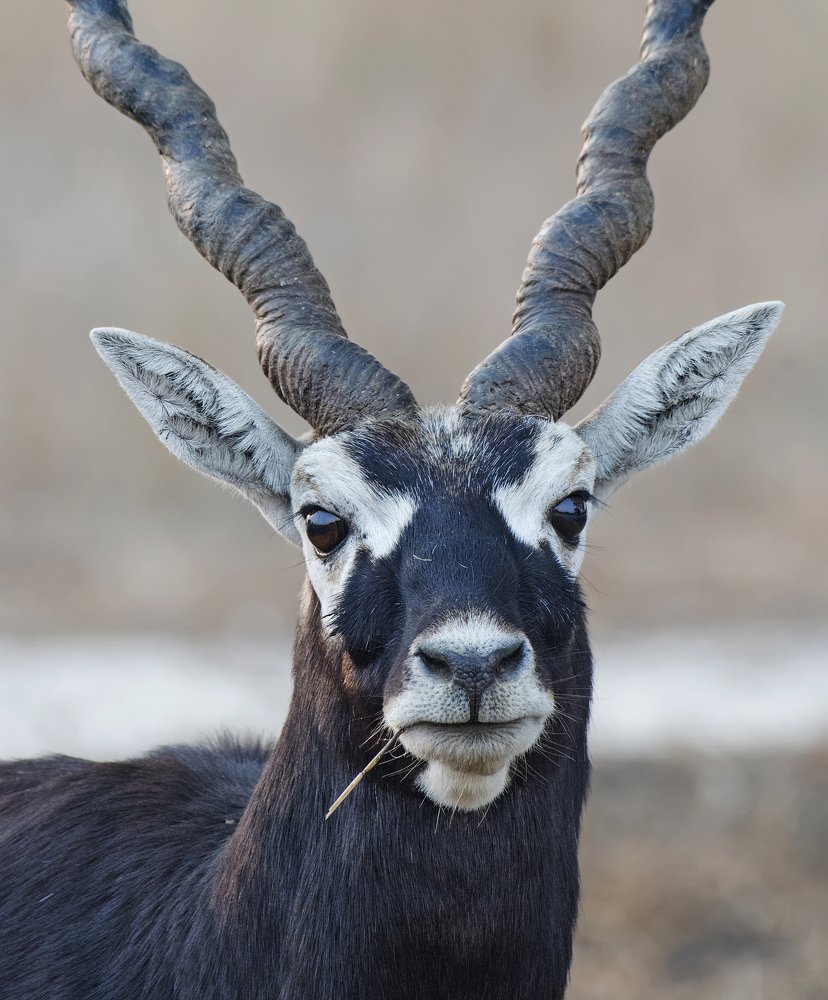 Photograph by Mukesh Mishra