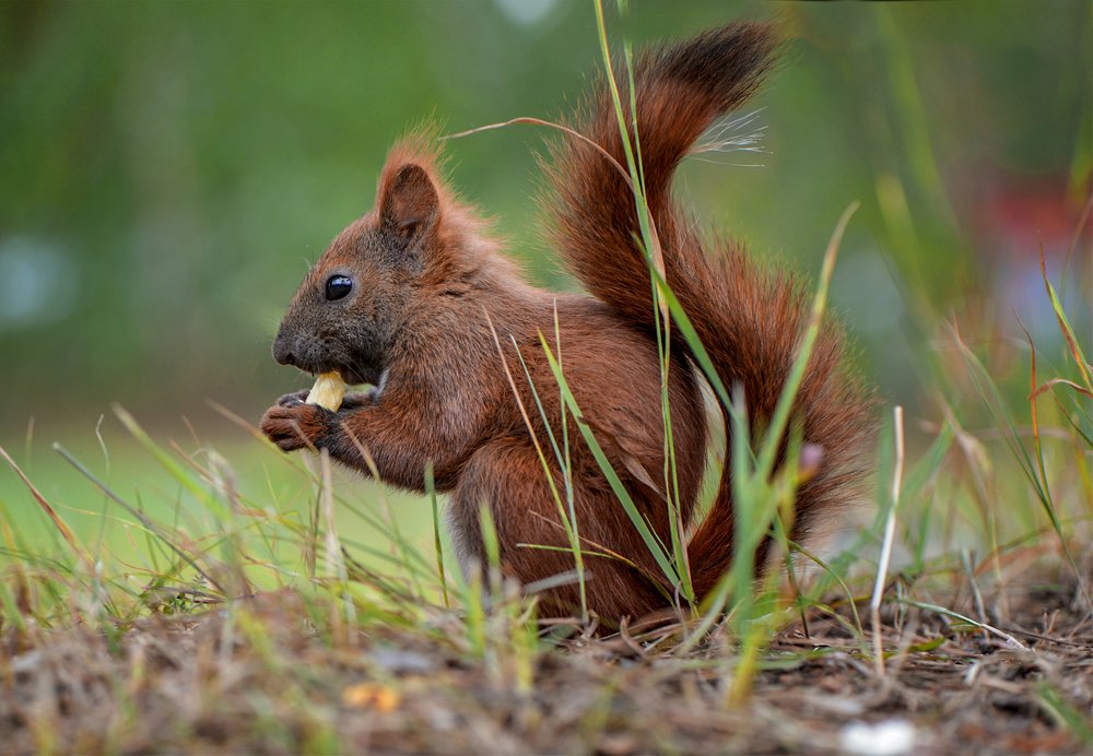 Белочка из сказки
