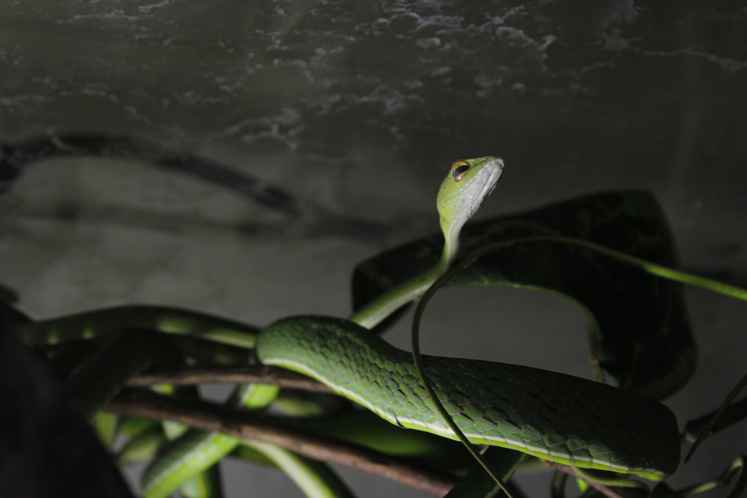 Photo #4665316
