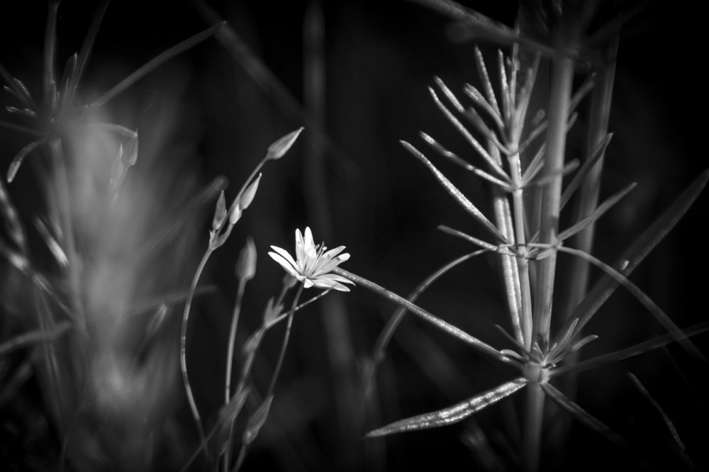 Photograph by Дима Шарапов