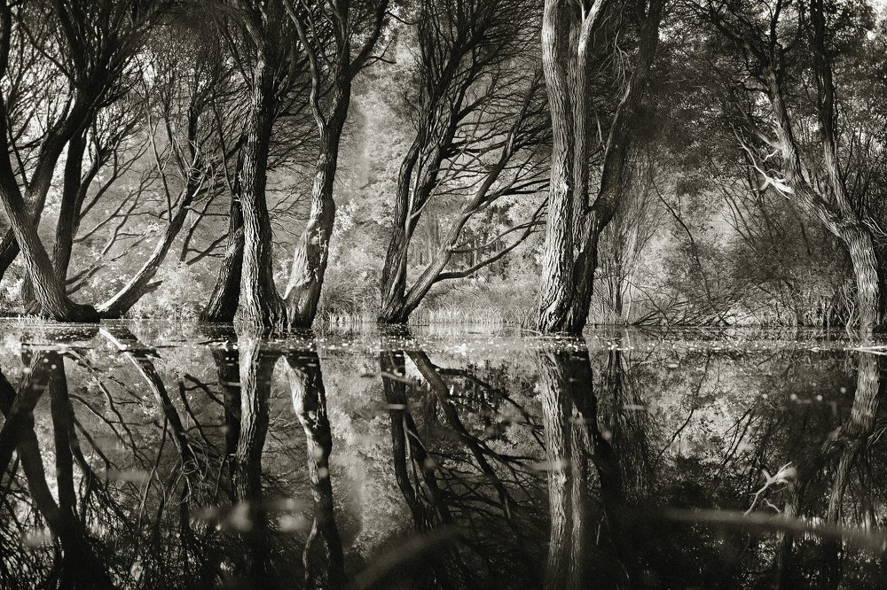 Лесная артерия. Forest artery