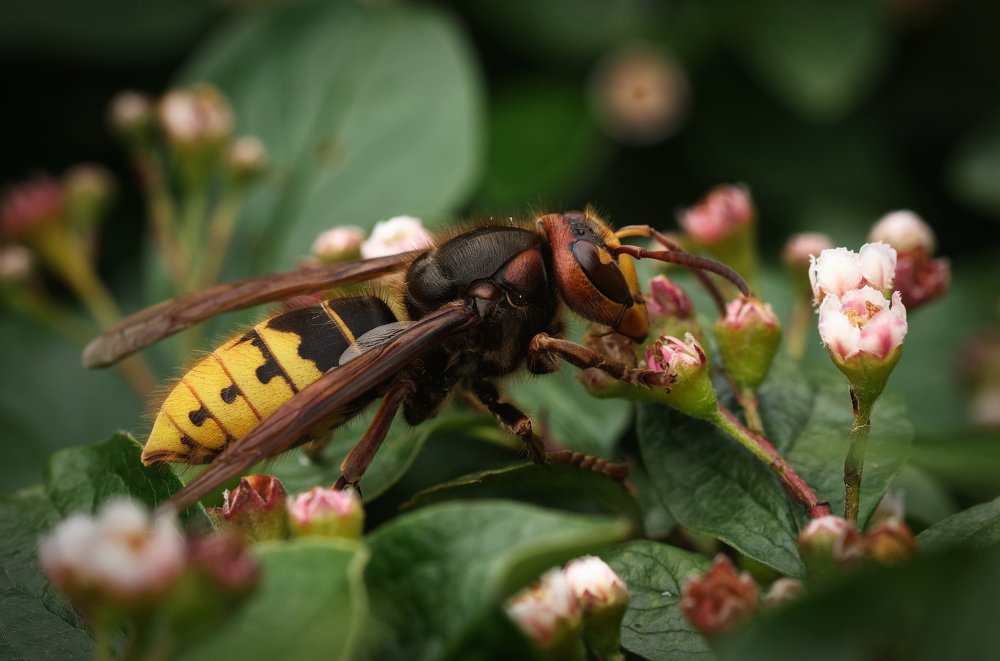 Photograph by Пётр Калачев