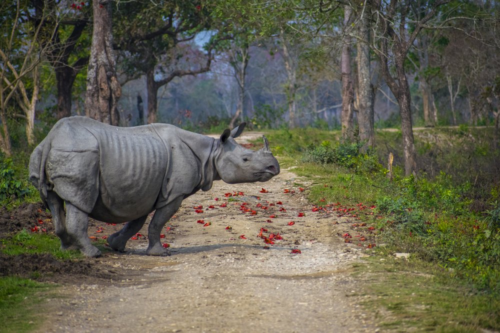 One Horned Rhino