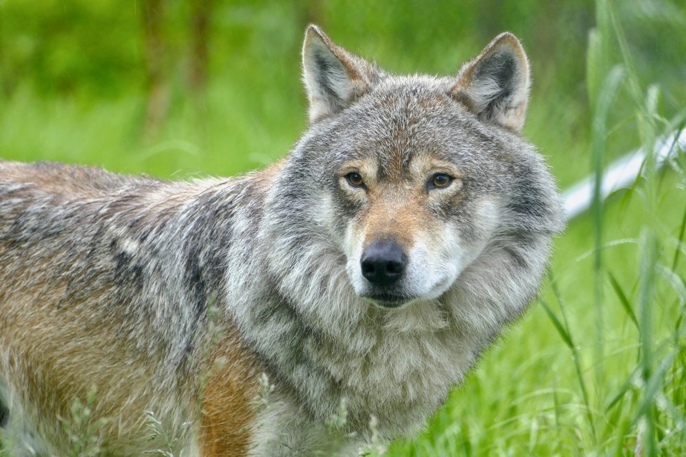 Wolf in forest