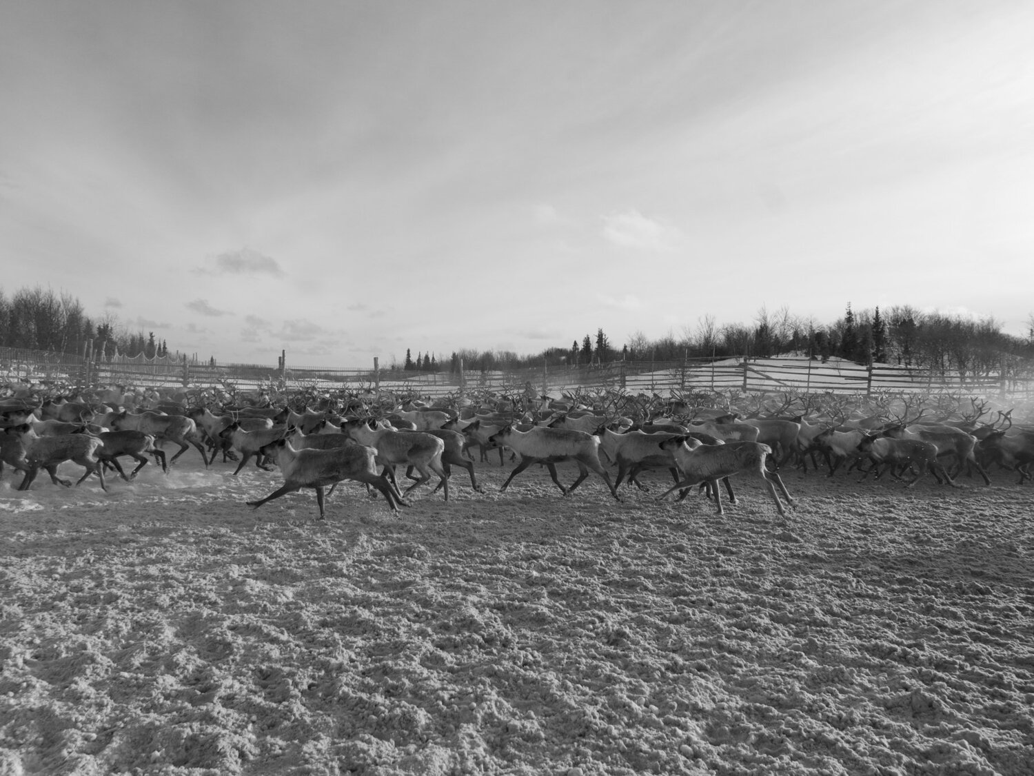 Photo #4666017