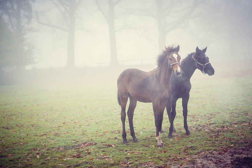 Photograph by Irina Hoek