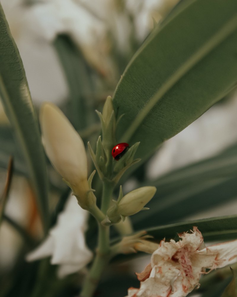 Photograph by Исаева Кямаля